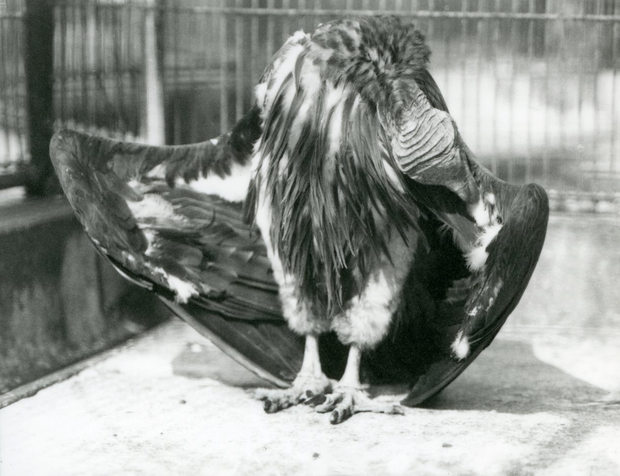 En lappgam på golvet i sin inhägnad och putsar sina vingfjädrar, London Zoo. av Frederick William Bond