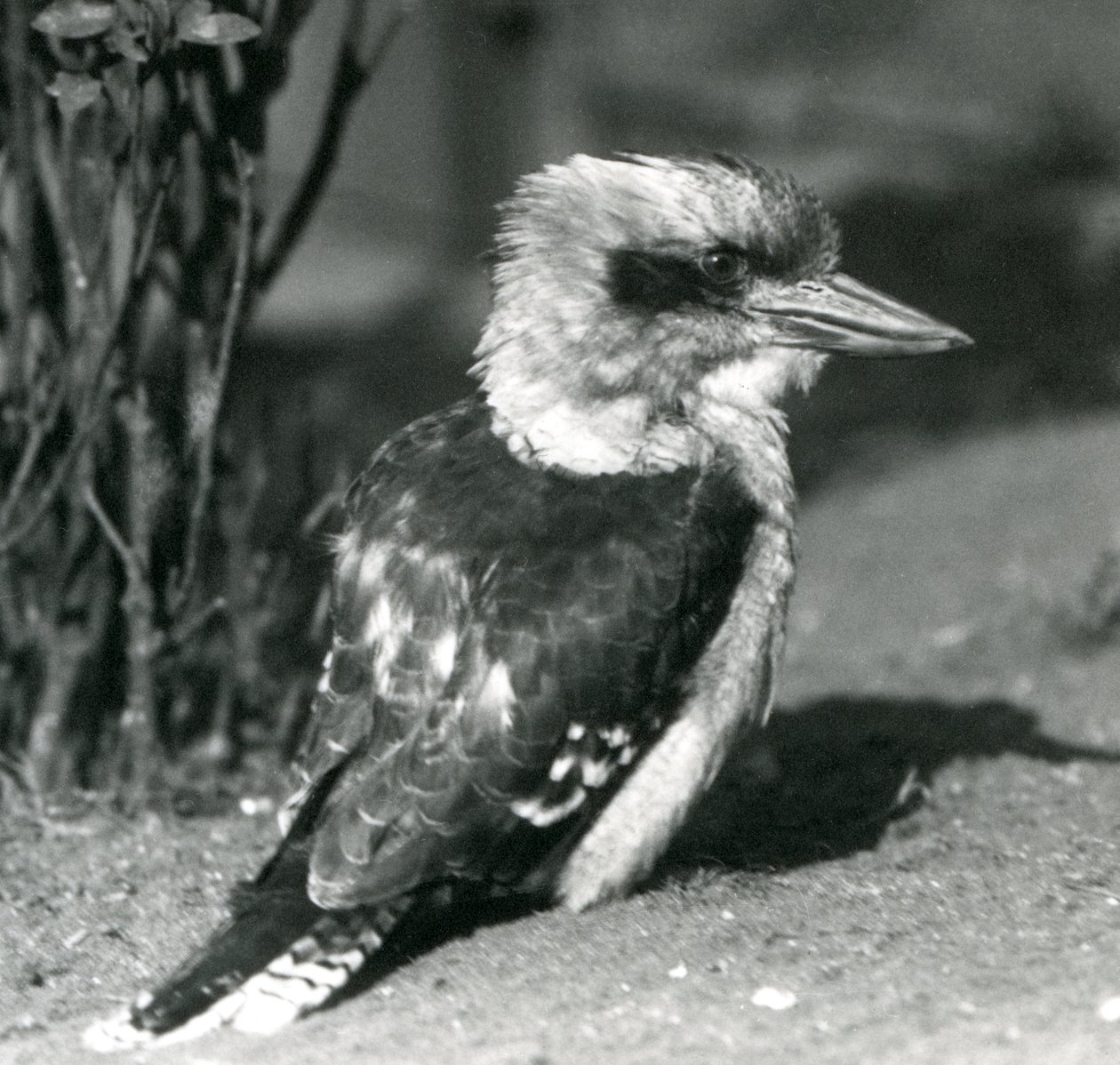 A Laughing Kookaburra på London Zoo i april 1925 av Frederick William Bond