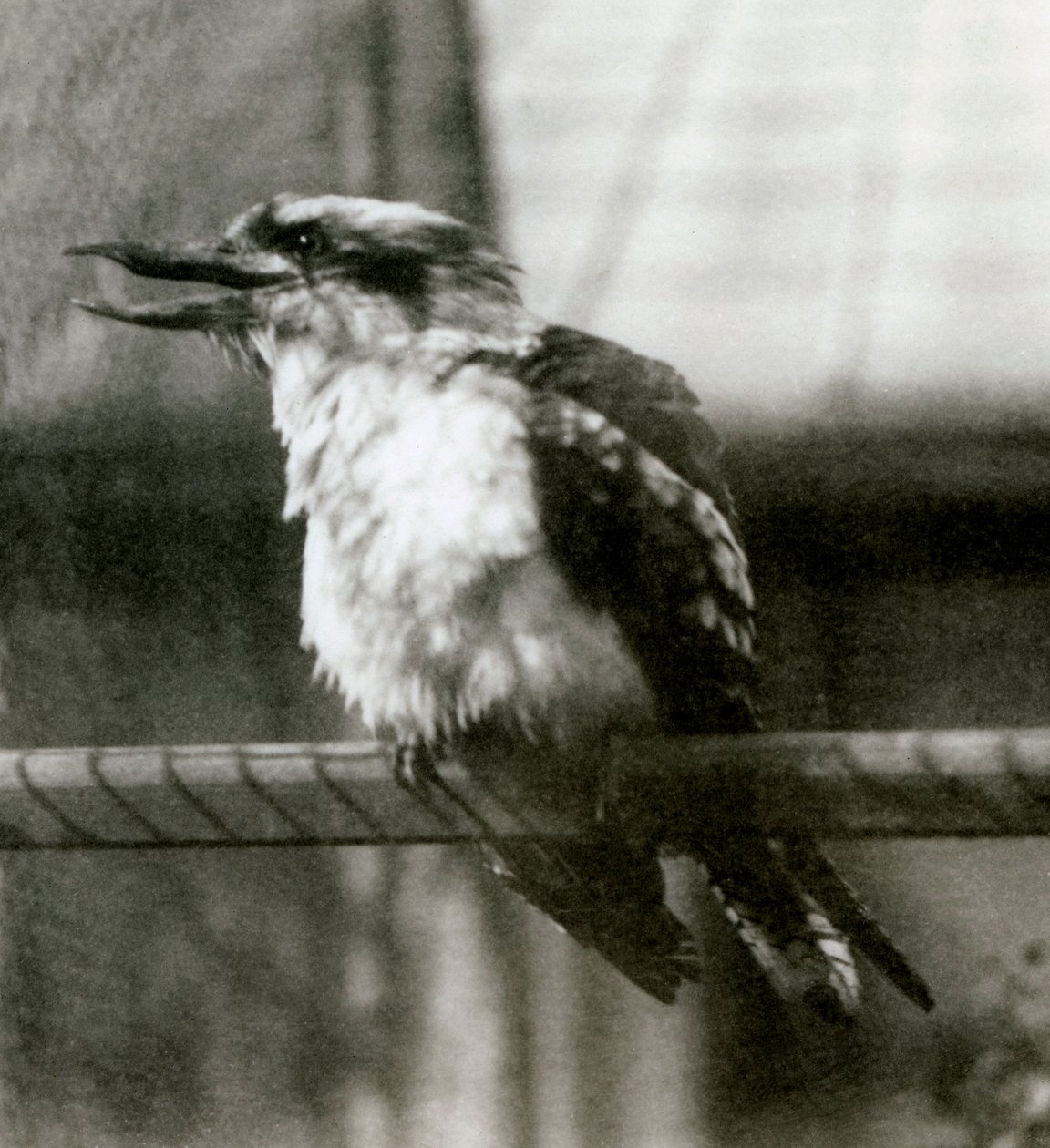 A Laughing Kookaburra på London Zoo i oktober 1924 av Frederick William Bond