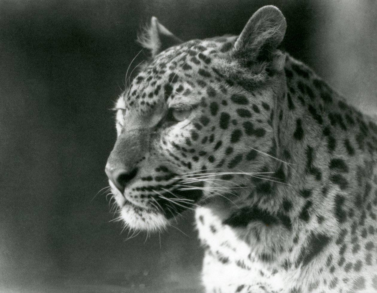 En leopard på London Zoo 1930 (s/v foto) av Frederick William Bond