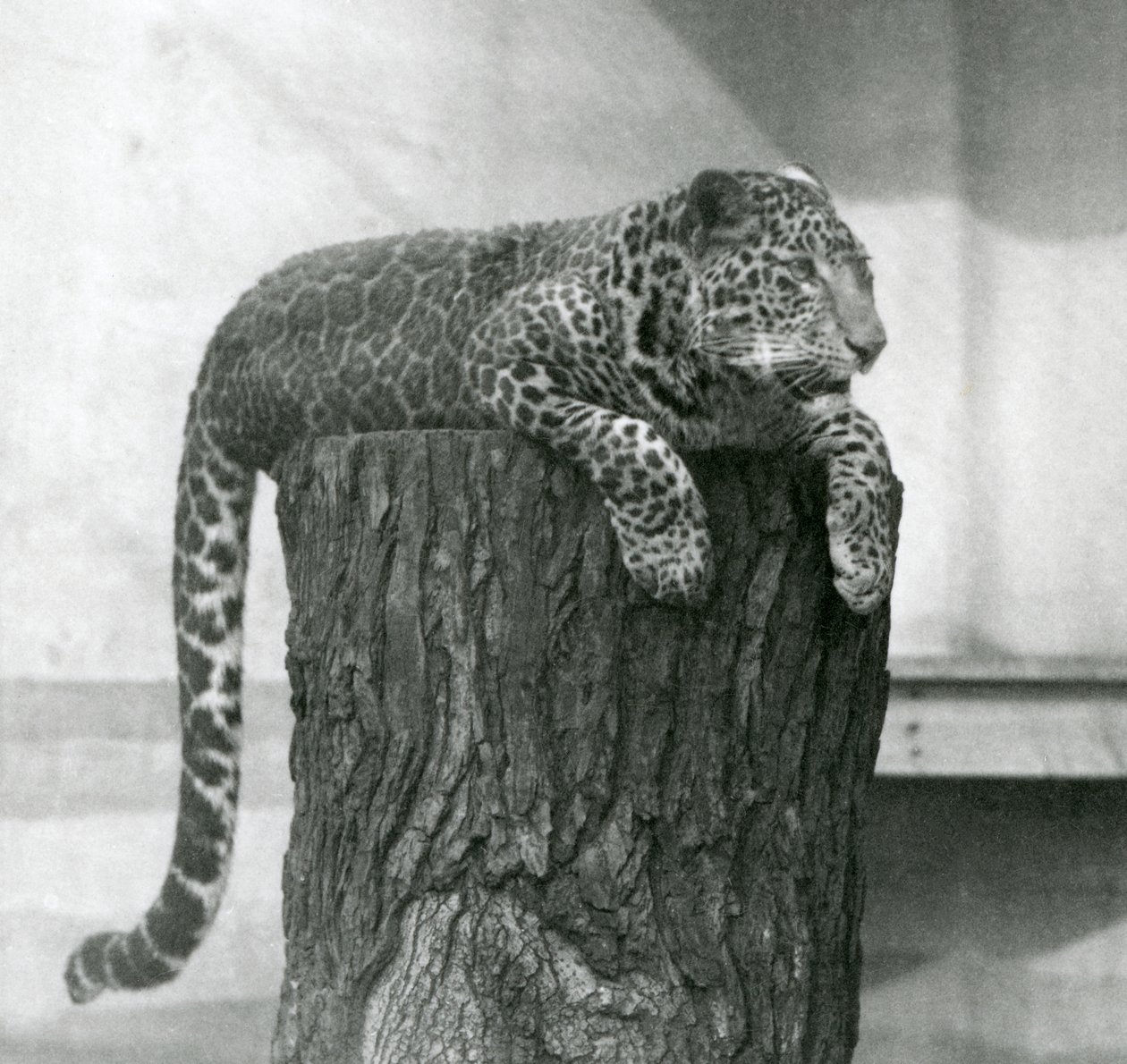 En leopard som ligger på toppen av en trädstubbe med svansen dinglande ner bakom, London Zoo av Frederick William Bond