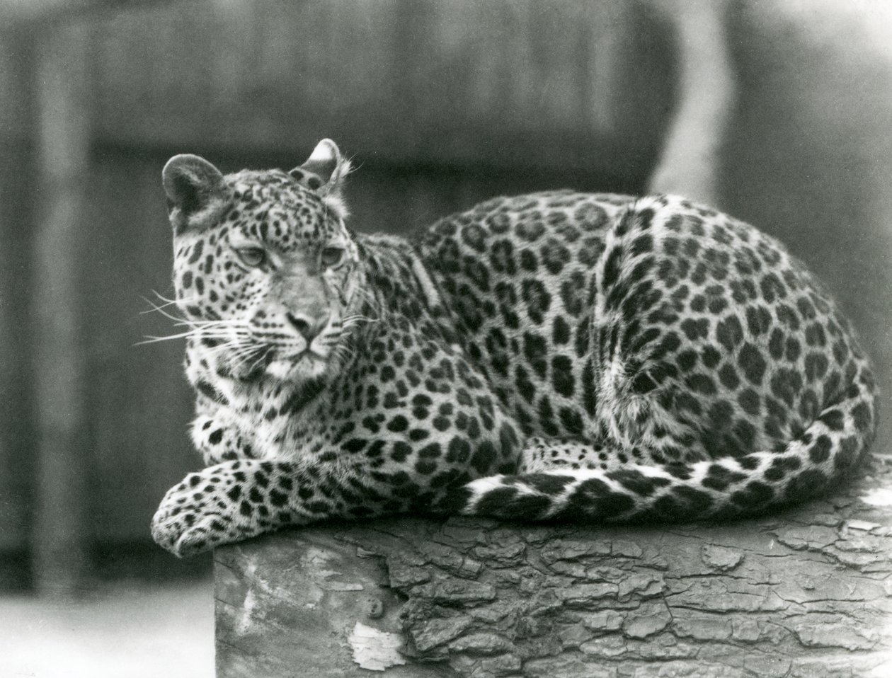 En leopard som vilar på en stock på London Zoo 1929 (s/v foto) av Frederick William Bond
