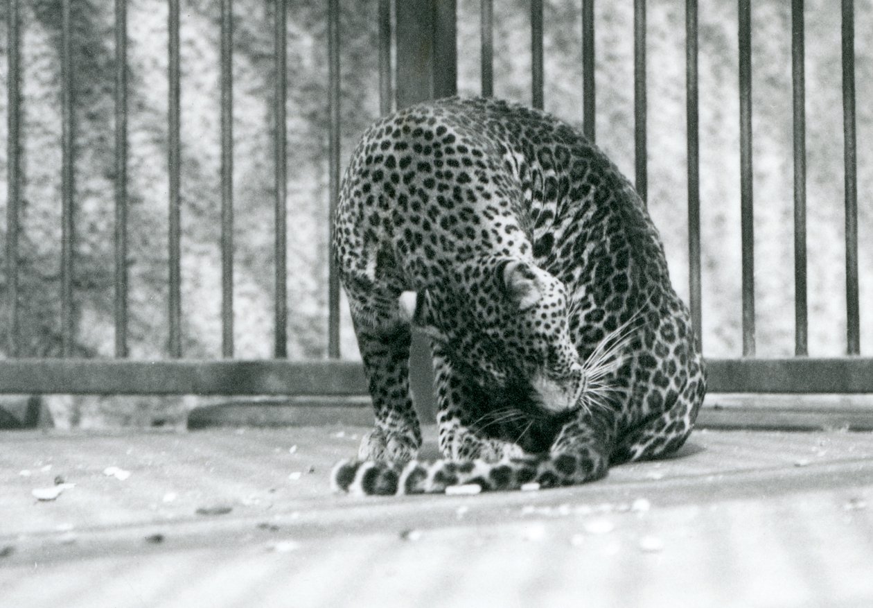En leopard som sitter i sitt hölje och sköter sitt ben, London Zoo, 1927 av Frederick William Bond