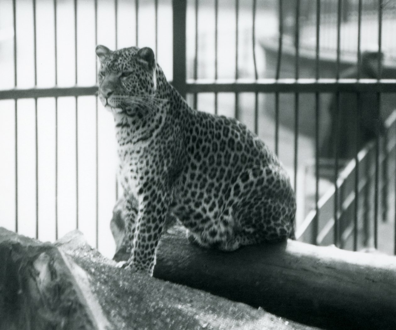 En leopard som sitter på en stock i sitt inhägnad vid London Zoo, september 1925 av Frederick William Bond