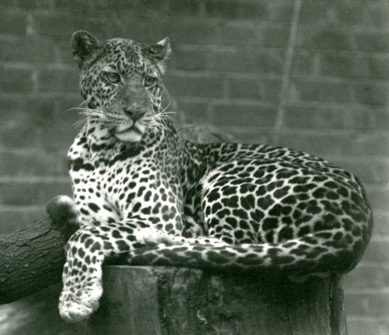 En leopard som sitter på en stubbe på London Zoo 1924 av Frederick William Bond