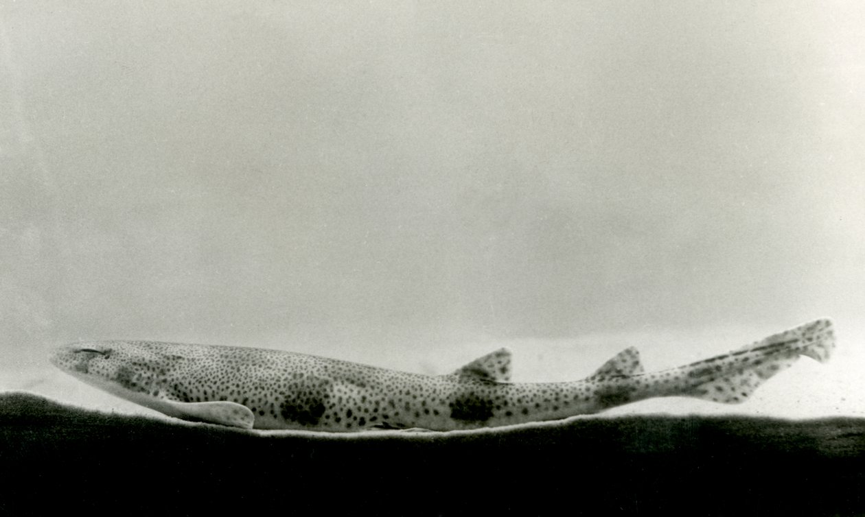 En mindre fläckig hundhaj på London Zoo 1924 av Frederick William Bond