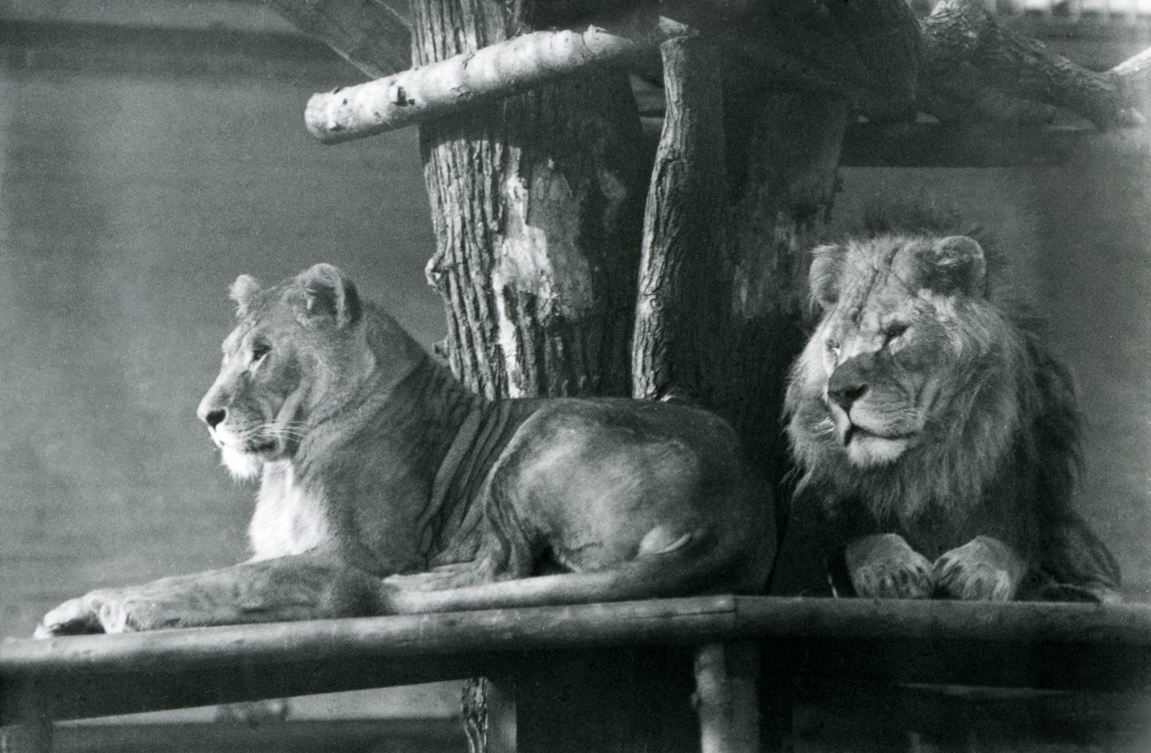 Ett lejon och lejoninna vilar på en hög plattform, i deras inhägnad, London Zoo 1929 (s/v foto) av Frederick William Bond