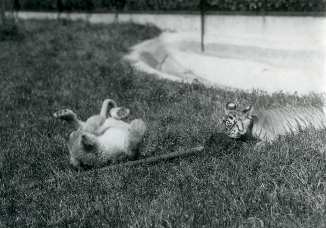 En lejon- och tigerunge leker med en mopp, på gräset, vid en pool, London Zoo, september 1925 av Frederick William Bond