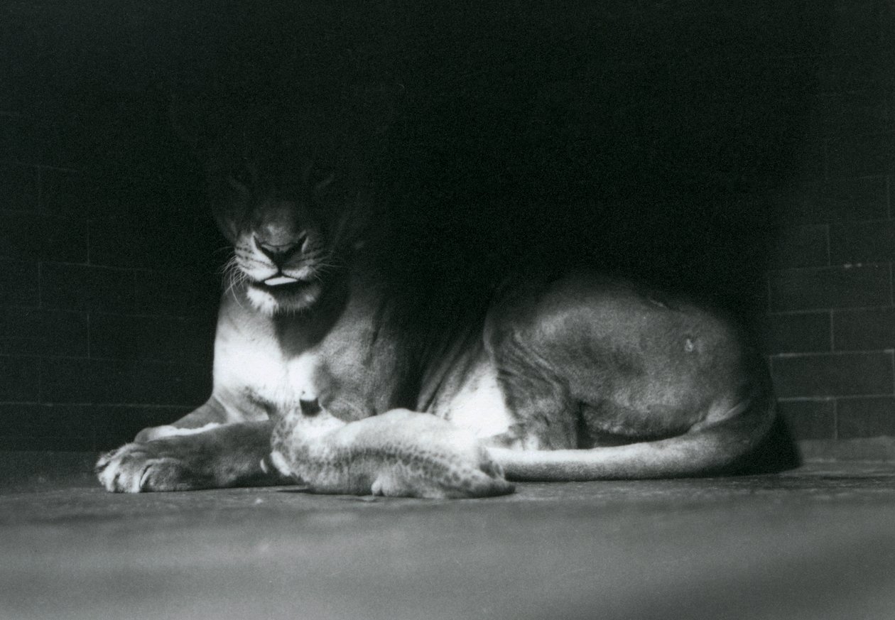En lejonunge som ligger ner med sin mamma i skuggan av baksidan av deras inhägnad, London Zoo, oktober 1925 av Frederick William Bond
