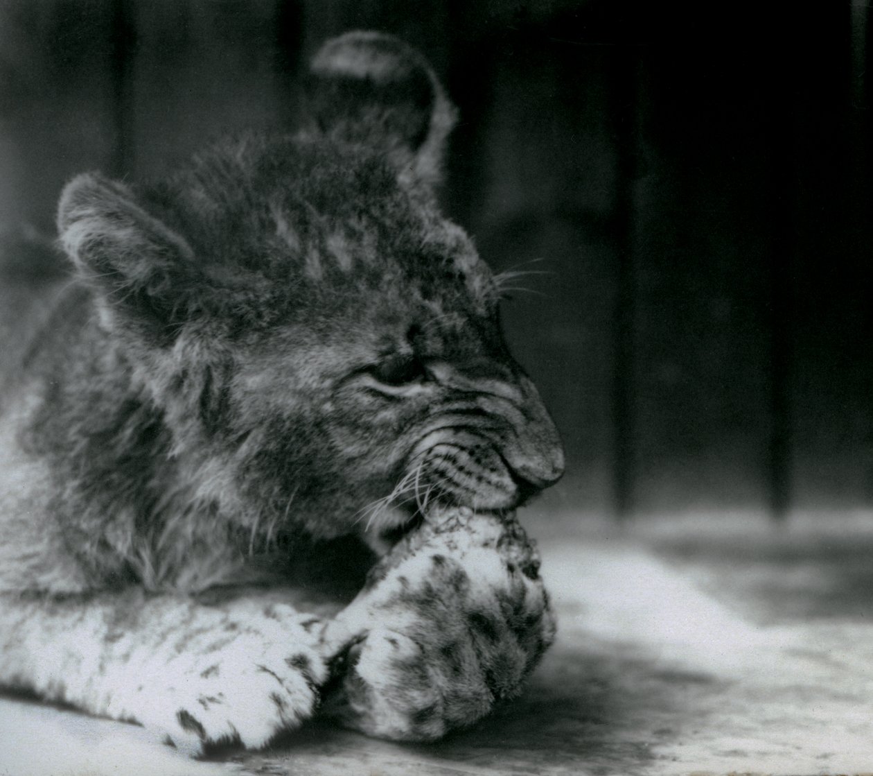 En lejonunge matar på ZSL London Zoo 1927 av Frederick William Bond