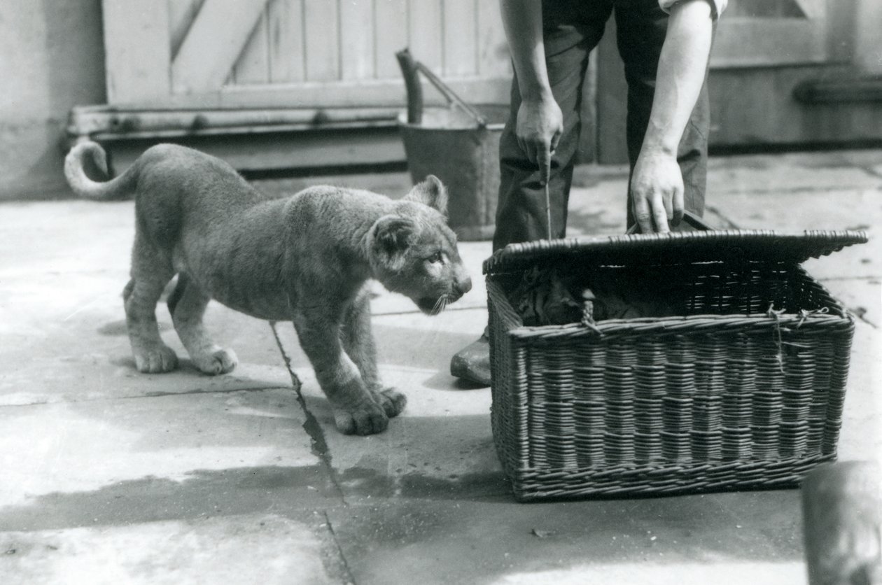 En lejonunge tittar på en tigerunge i en flätad korg, som en djurhållare öppnar, London Zoo, september 1925 av Frederick William Bond