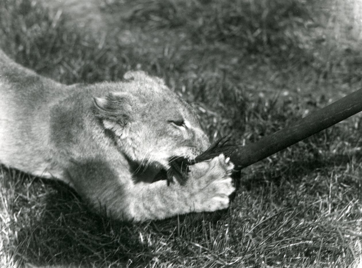 En lejonunge som leker med en mopp, hållen av sin skötare, på gräset framför sin håla, London Zoo, september 1925 av Frederick William Bond