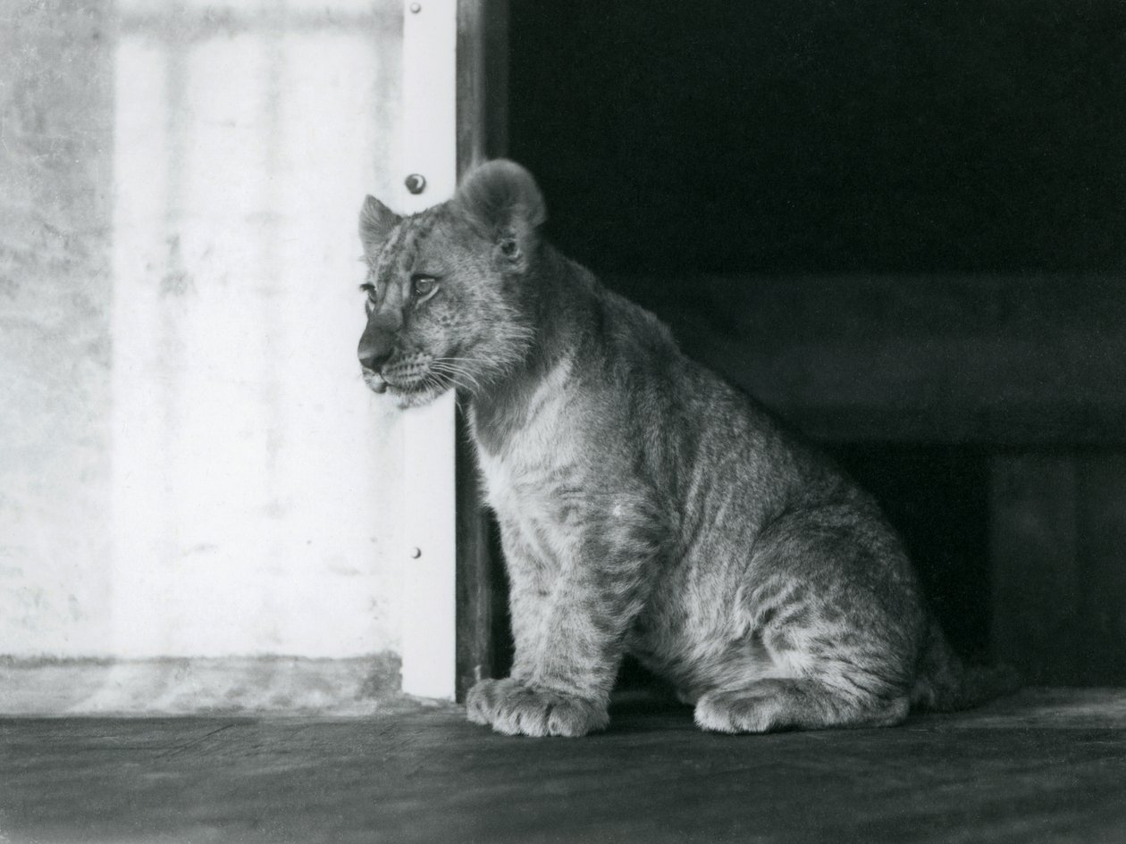 En lejonunge sitter på golvet i London Zoo 1930 (s/v foto) av Frederick William Bond