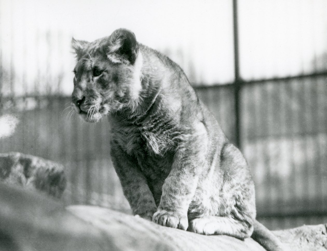 En lejonunge, som hade fötts i menageriet i juli 1923, London Zoo, juli 1924 av Frederick William Bond