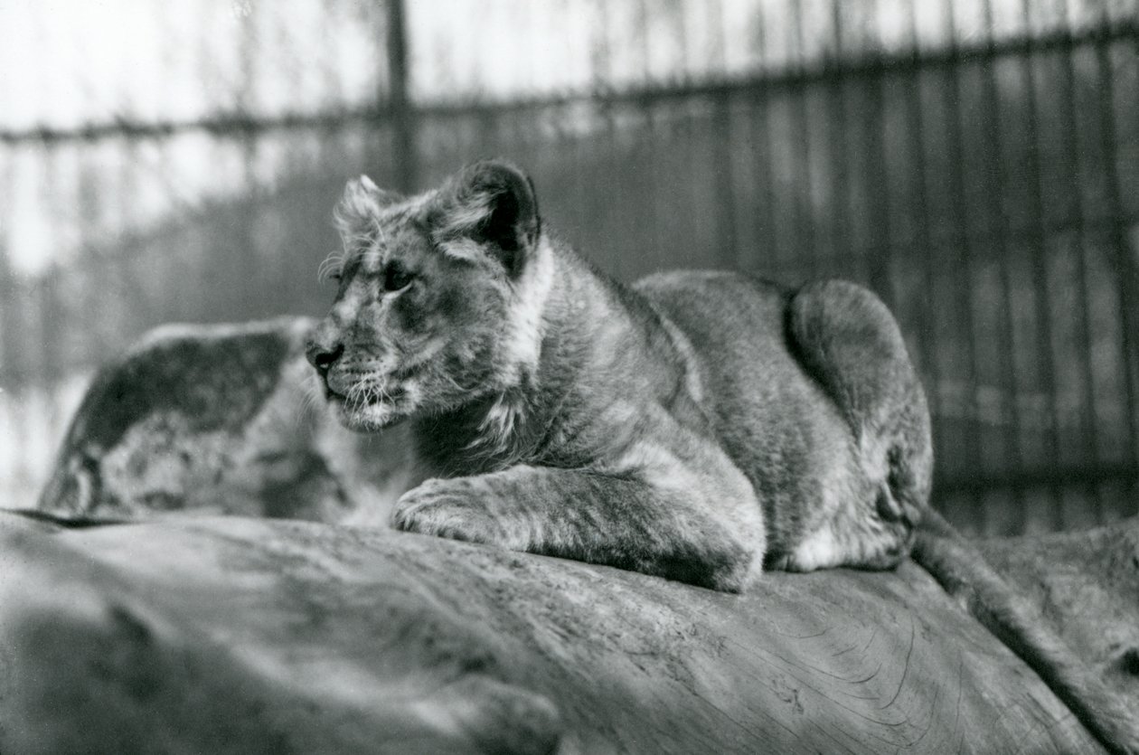 En lejonunge, som hade fötts i menageriet i juli 1923, London Zoo, juli 1924 av Frederick William Bond