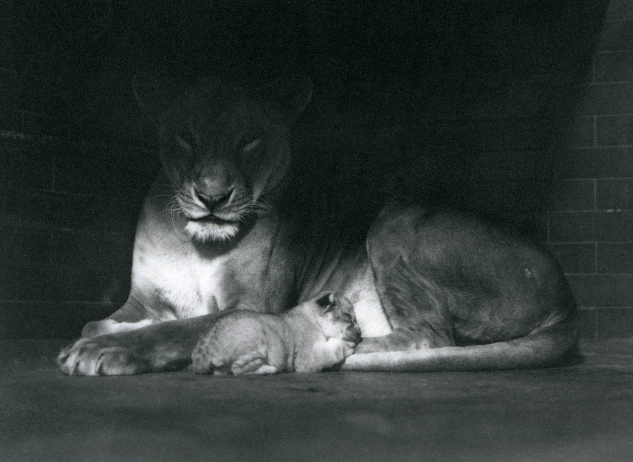 En lejoninna och unge som ligger ner i skuggan av baksidan av deras inhägnad, London Zoo, oktober 1925 av Frederick William Bond