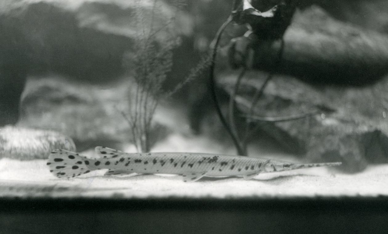 A Longnose gar, eller Needlenose gar, London Zoo, 1924 av Frederick William Bond