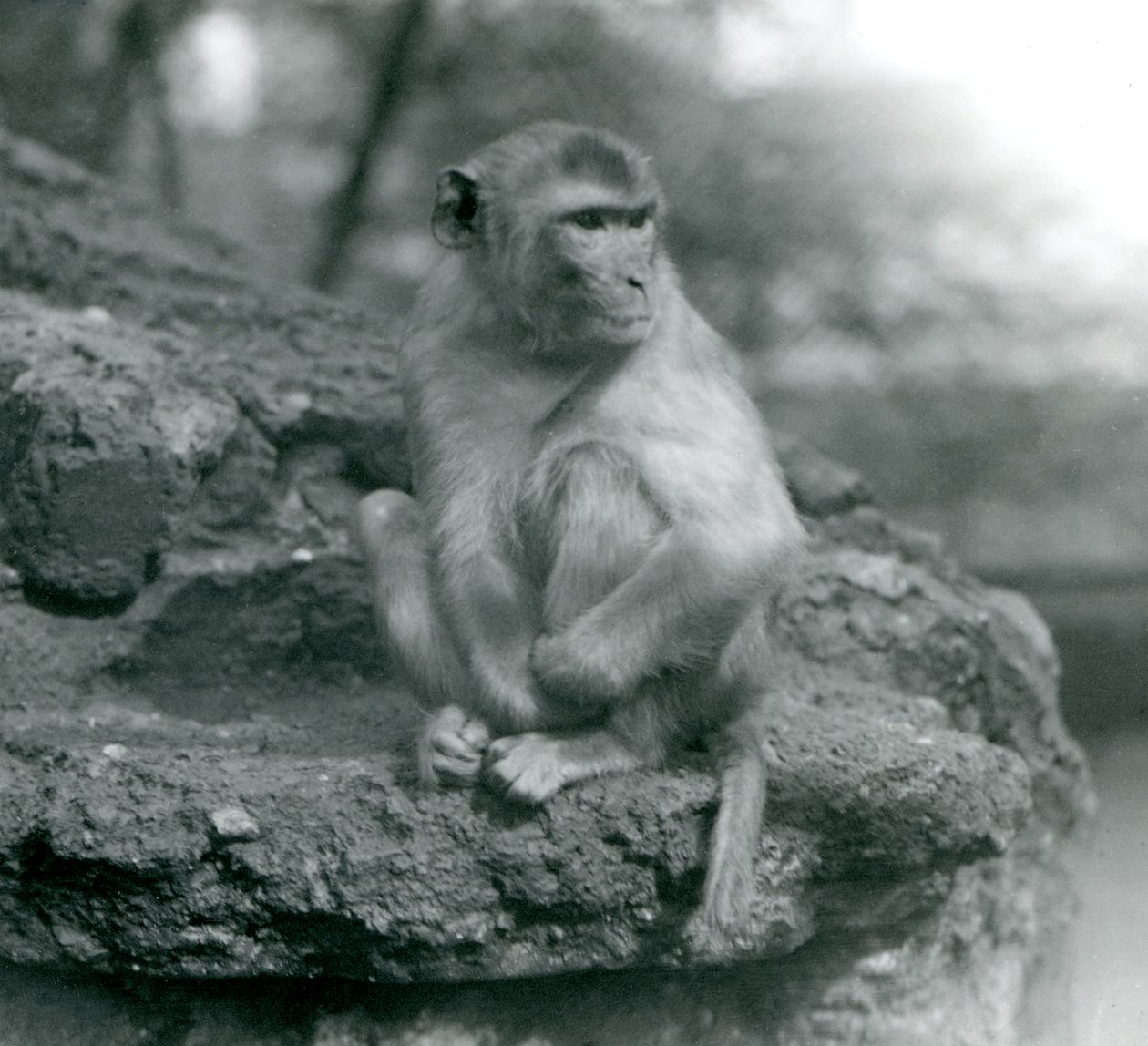 En makak som sitter på en sten på London Zoo 1924 av Frederick William Bond