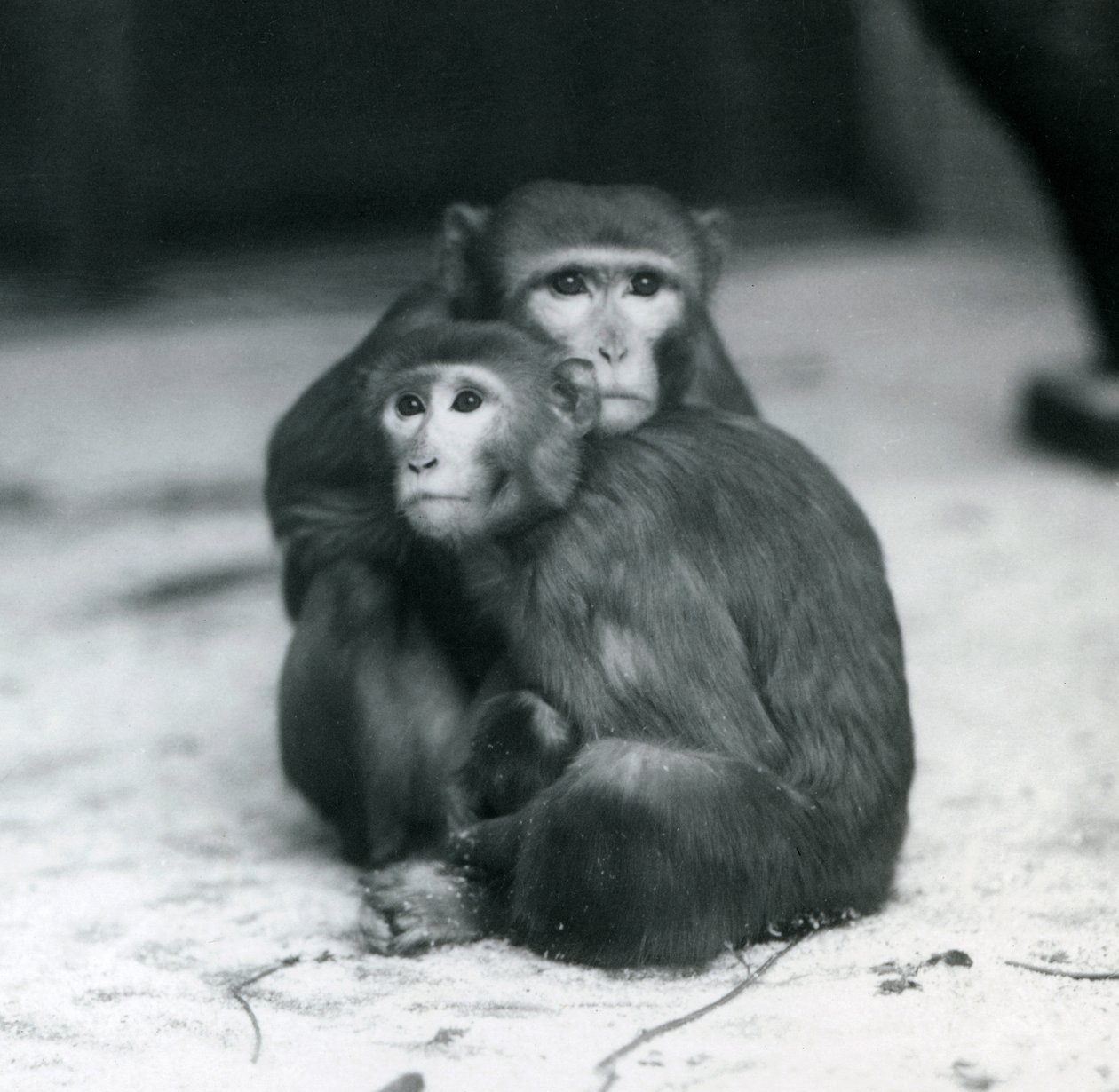 En makak med sin baby sittande tillsammans på golvet i deras inhägnad, London Zoo av Frederick William Bond