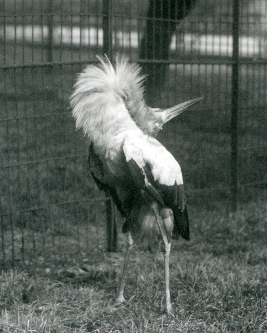 En Maguari-stork som uppträder i London Zoo, juli 1925 av Frederick William Bond