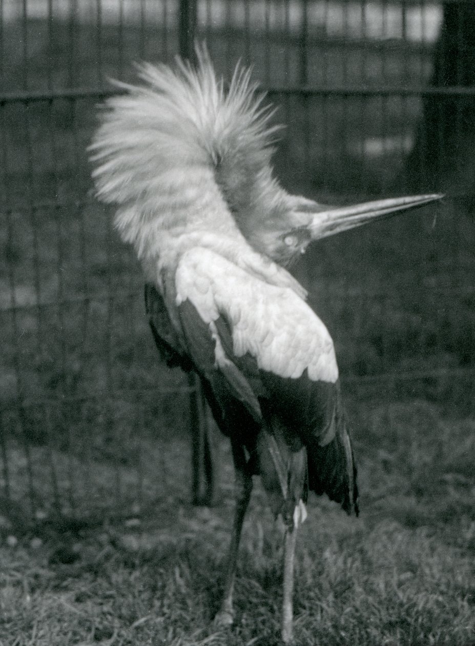 En Maguari-stork som uppträder i London Zoo, juli 1925 av Frederick William Bond