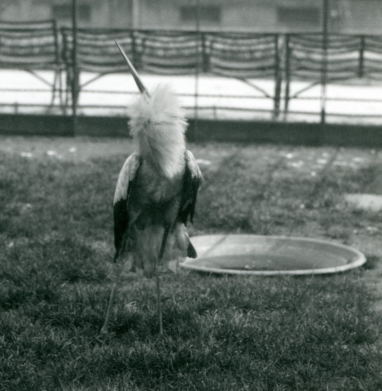 En Maguari-stork som visar upp-och-ner-visningen medan han står på gräs bredvid en liten betongpool, London Zoo, juli 1925 (s/v-foto) av Frederick William Bond