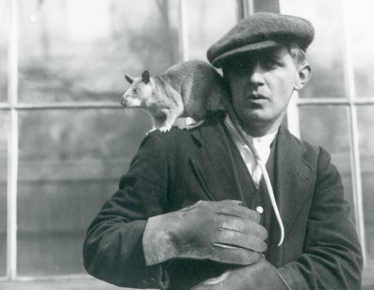 En malagasisk jätteråtta sitter på axeln av sin djurhållare, London Zoo, 1924 av Frederick William Bond