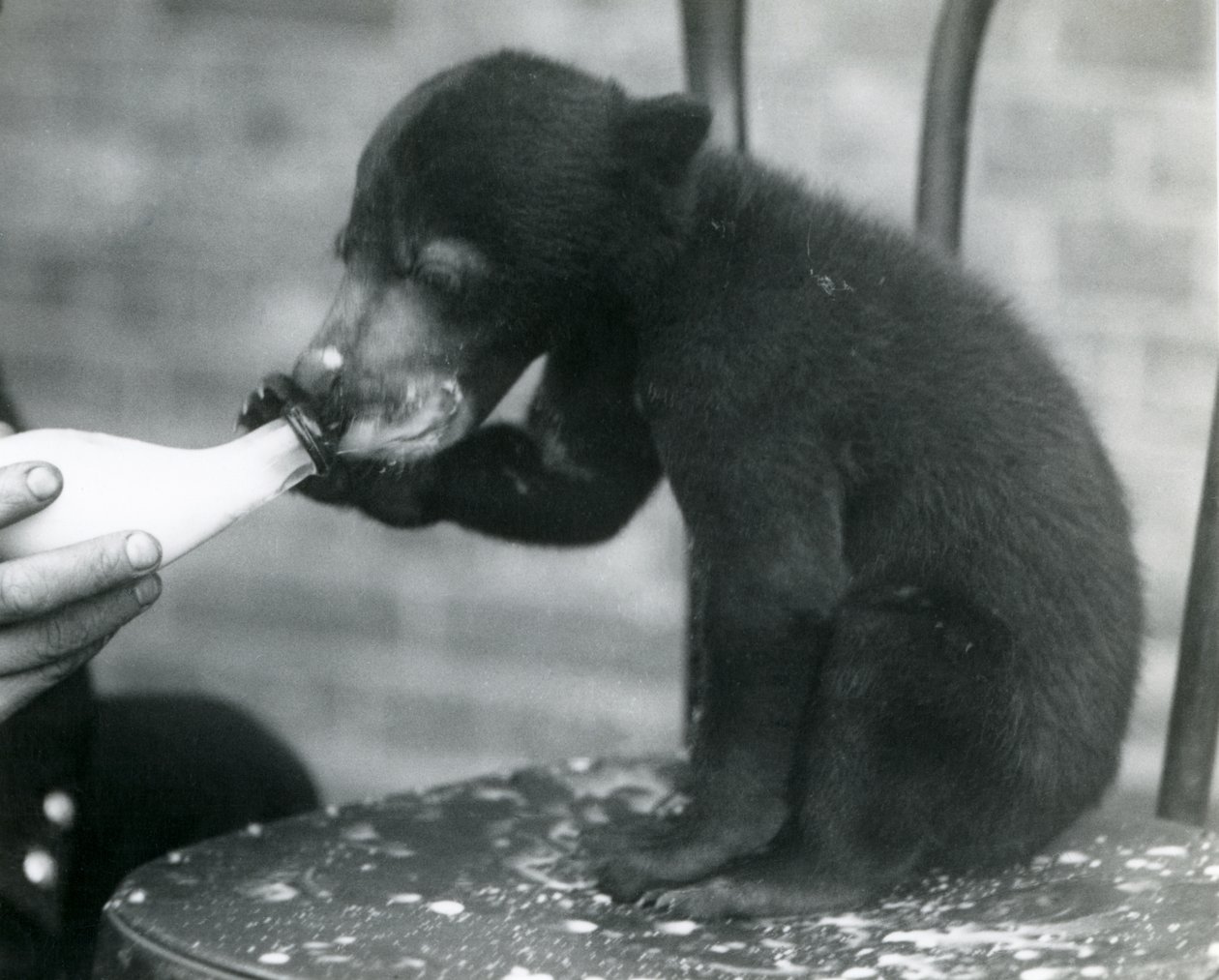 En malaysisk eller solbjörnsunge sitter på en stol medan den flaskmatas av sin djurhållare på London Zoo, 1920-talet av Frederick William Bond