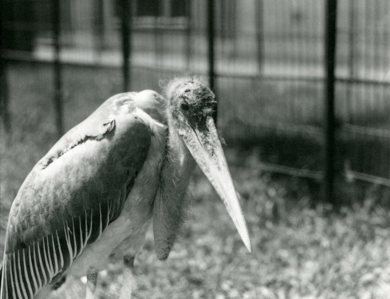 En Marabou-stork som står i sitt inhägnad vid London Zoo i september 1928 av Frederick William Bond