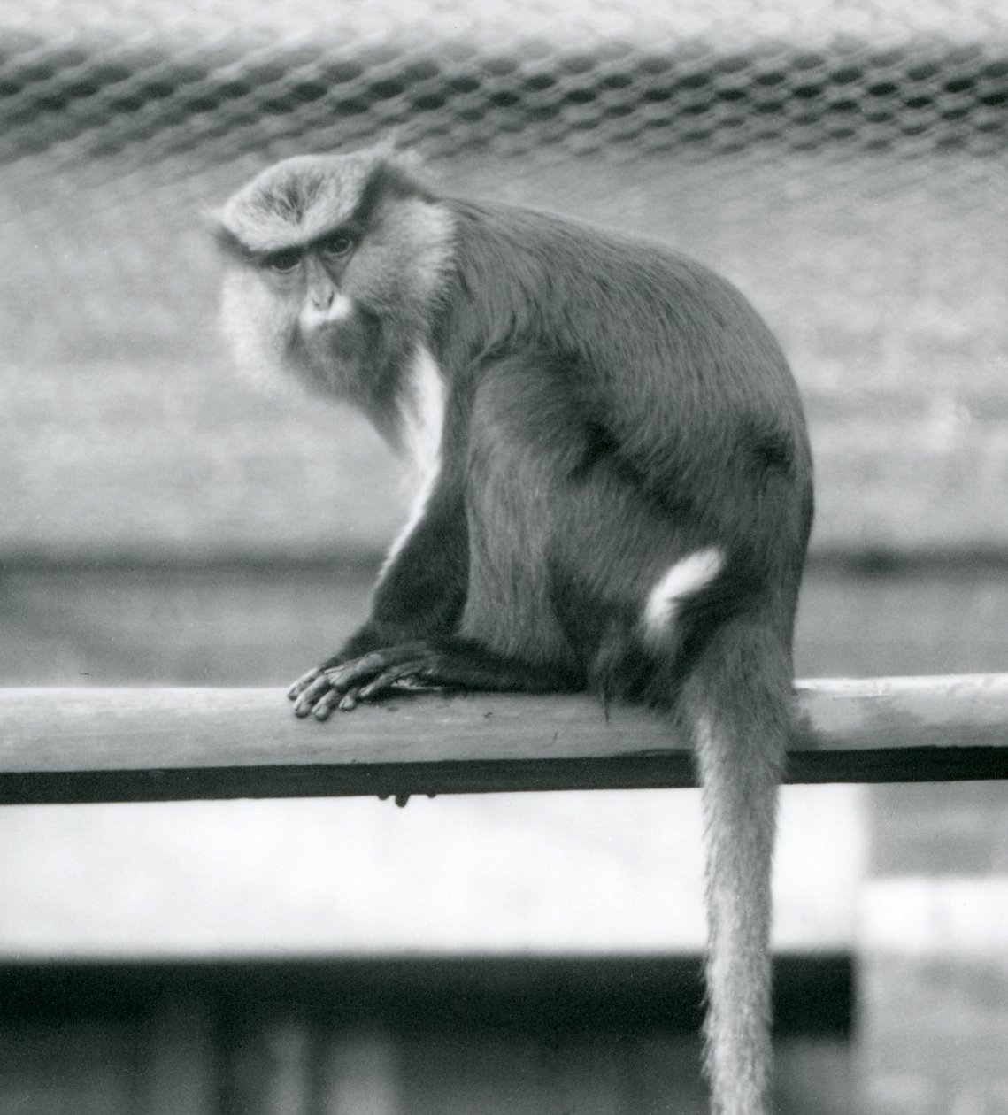 En Mona Monkey som sitter på en horisontell stolpe i sin inhägnad vid London Zoo i september 1925 av Frederick William Bond