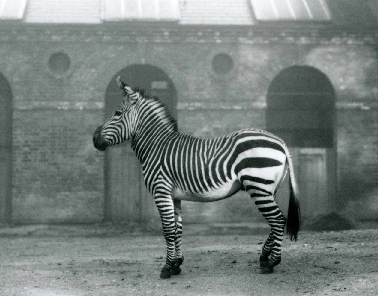 En bergszebra som står, i sin hage, framför de höga dörrarna till Giraffe House på London Zoo 1927 av Frederick William Bond
