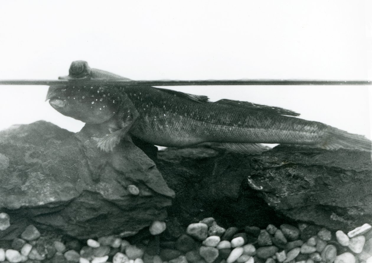 En Mudskipper, vilande på nedsänkta klippor, med ögonen ovanför vattnet, London Zoo av Frederick William Bond