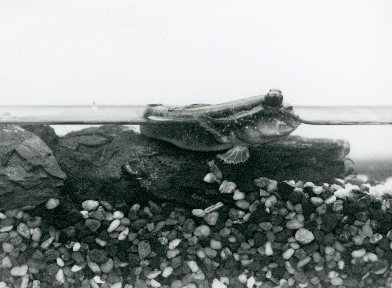 En Mudskipper, vilande på nedsänkta klippor, med ögonen ovanför vattnet, London Zoo av Frederick William Bond