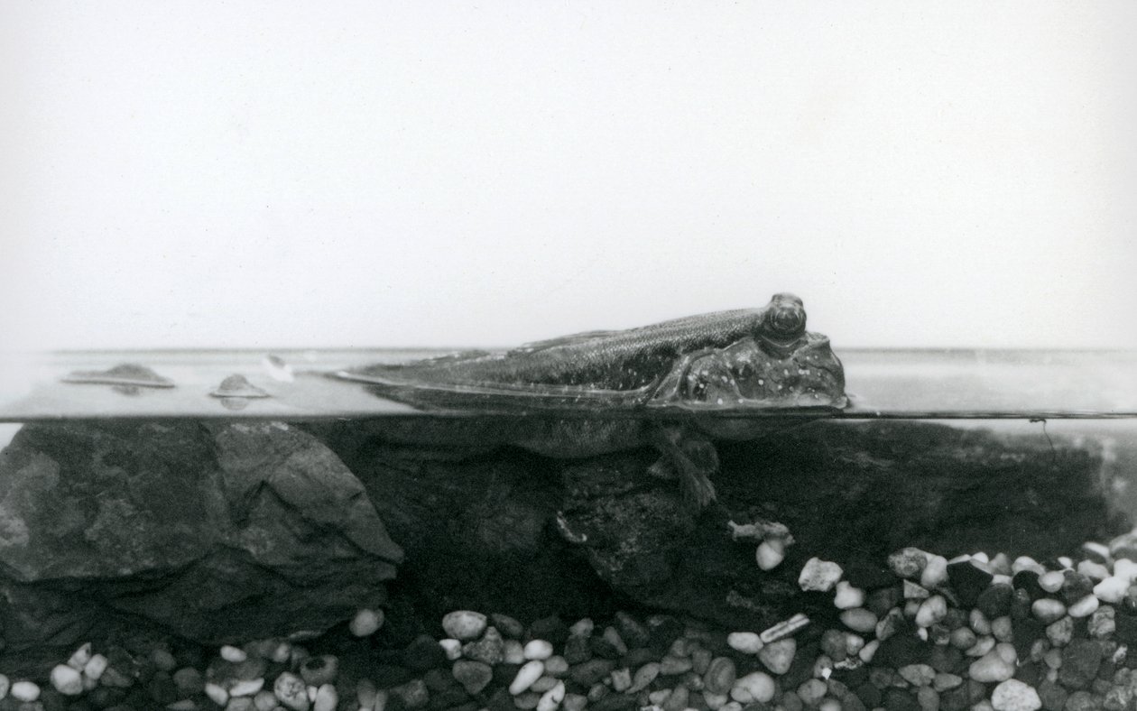 En Mudskipper, vilande på nedsänkta klippor, med den övre halvan av kroppen ovanför vattnet, London Zoo av Frederick William Bond