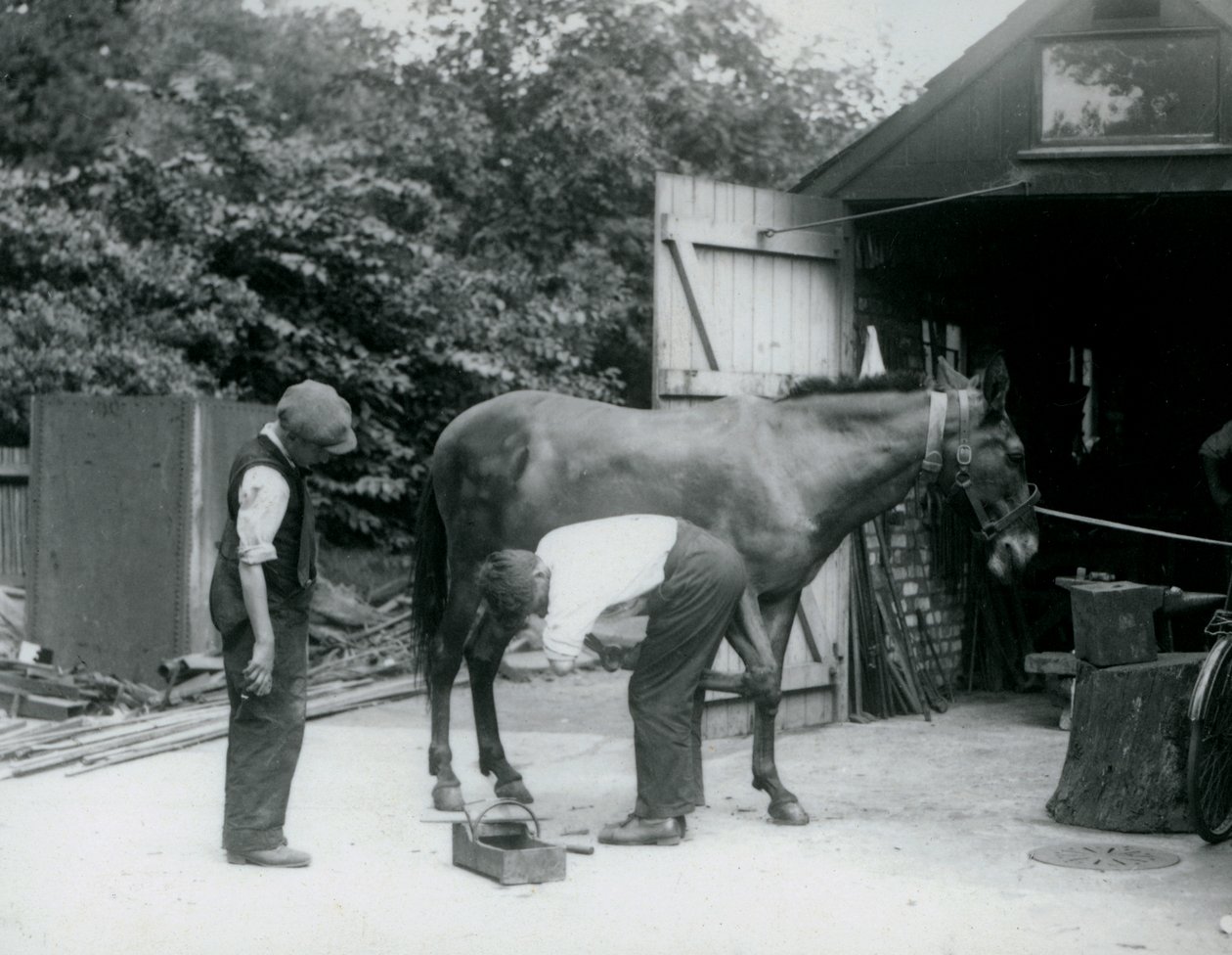 En mula skoddes på London Zoo 1924 av Frederick William Bond