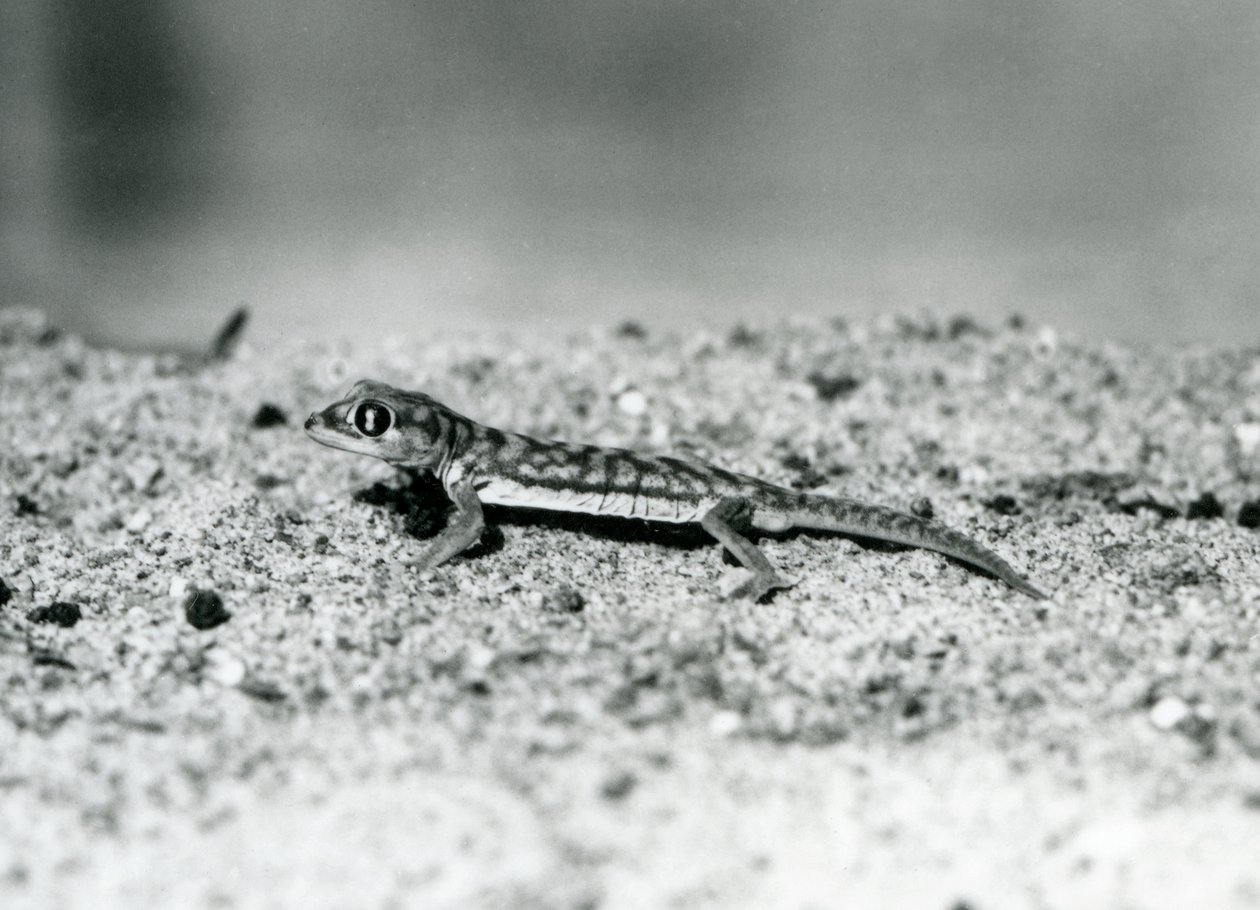 En Namibsandgecko/Web-footed gecko som står på sand, London Zoo, september 1928 (svart/vitt foto) av Frederick William Bond