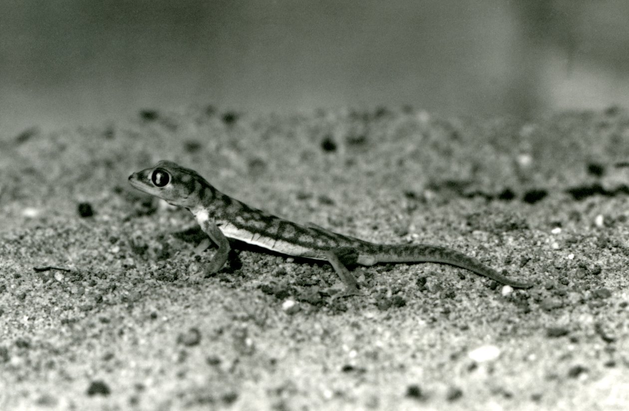 En Namib-sandgecko/nätfotad gecko som står på sand, London Zoo, september 1928 (s/v-foto) av Frederick William Bond