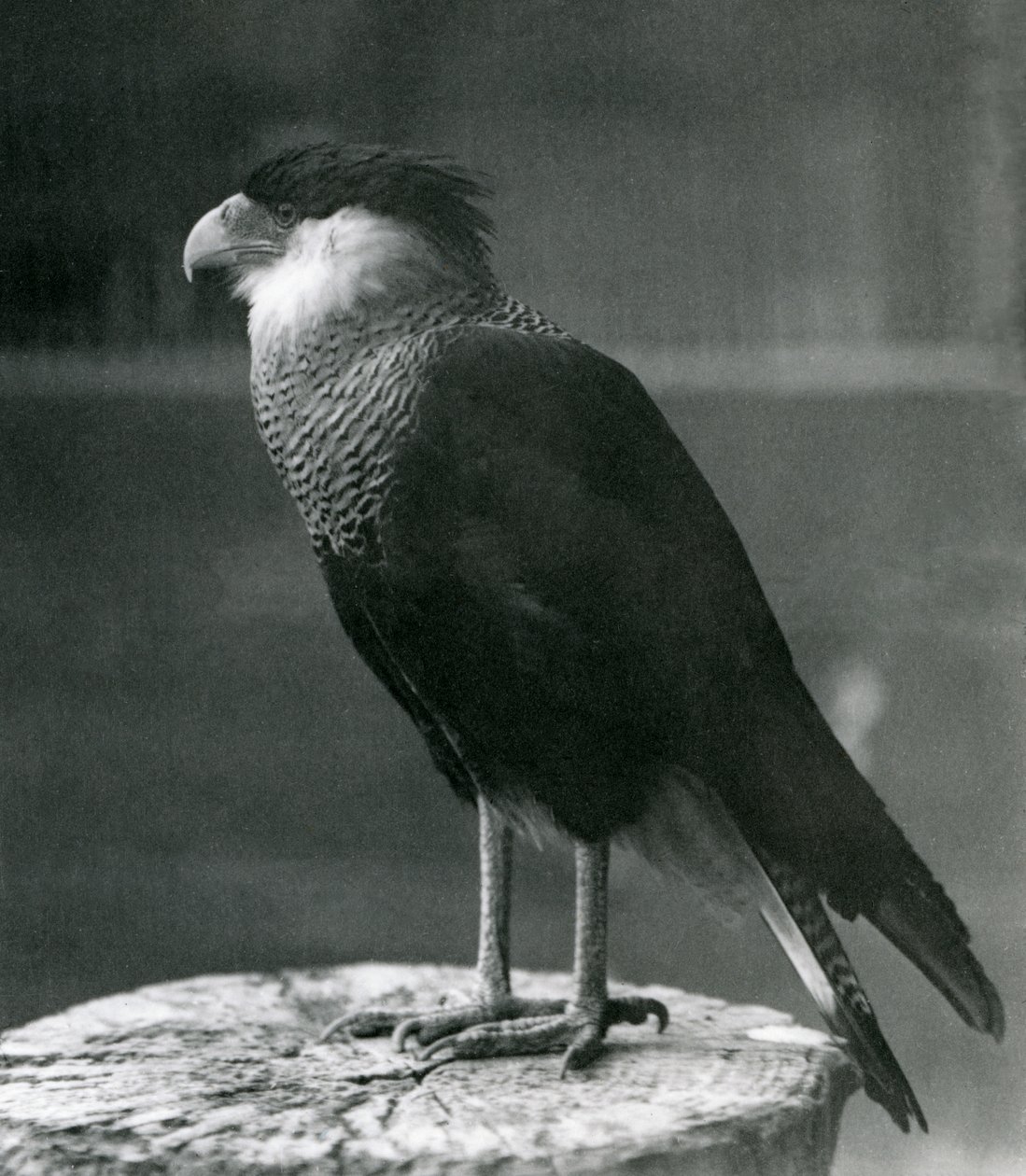 En Northern Crested Caracara på London Zoo, före 1930 av Frederick William Bond