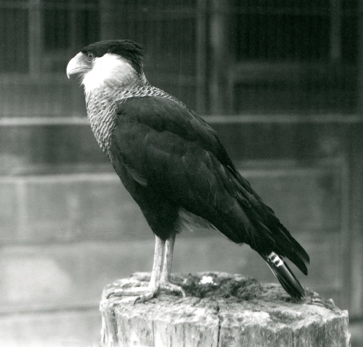 En Northern Crested Caracara som står på en stock vid London Zoo, september 1925 av Frederick William Bond