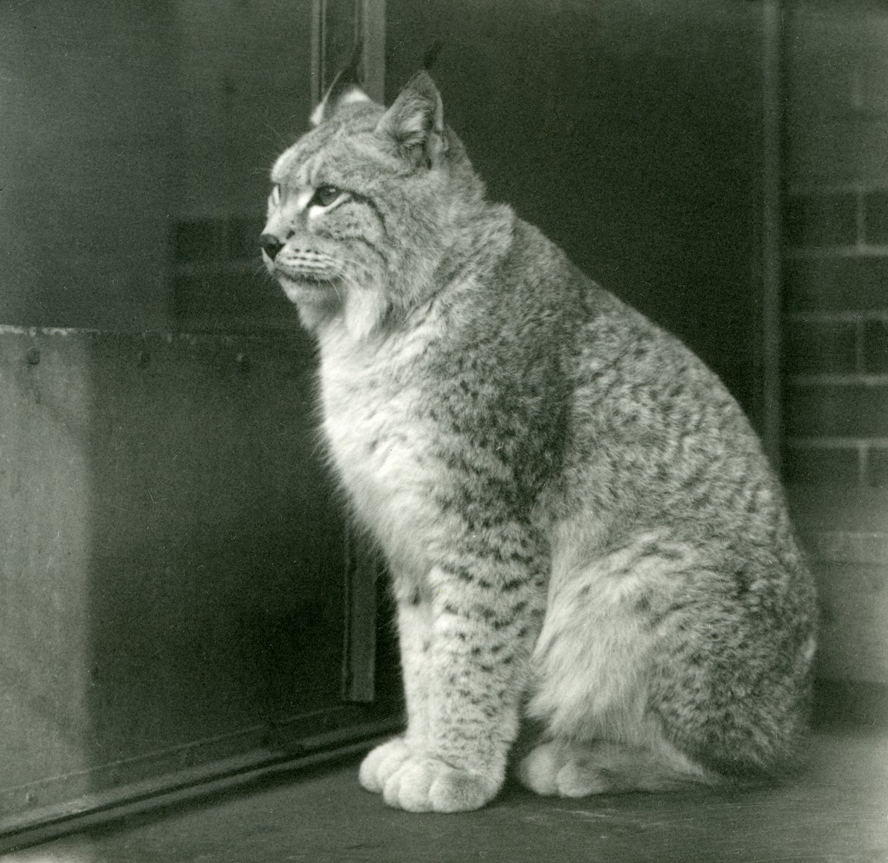 A Northern Lynx, London Zoo, februari 1925 av Frederick William Bond
