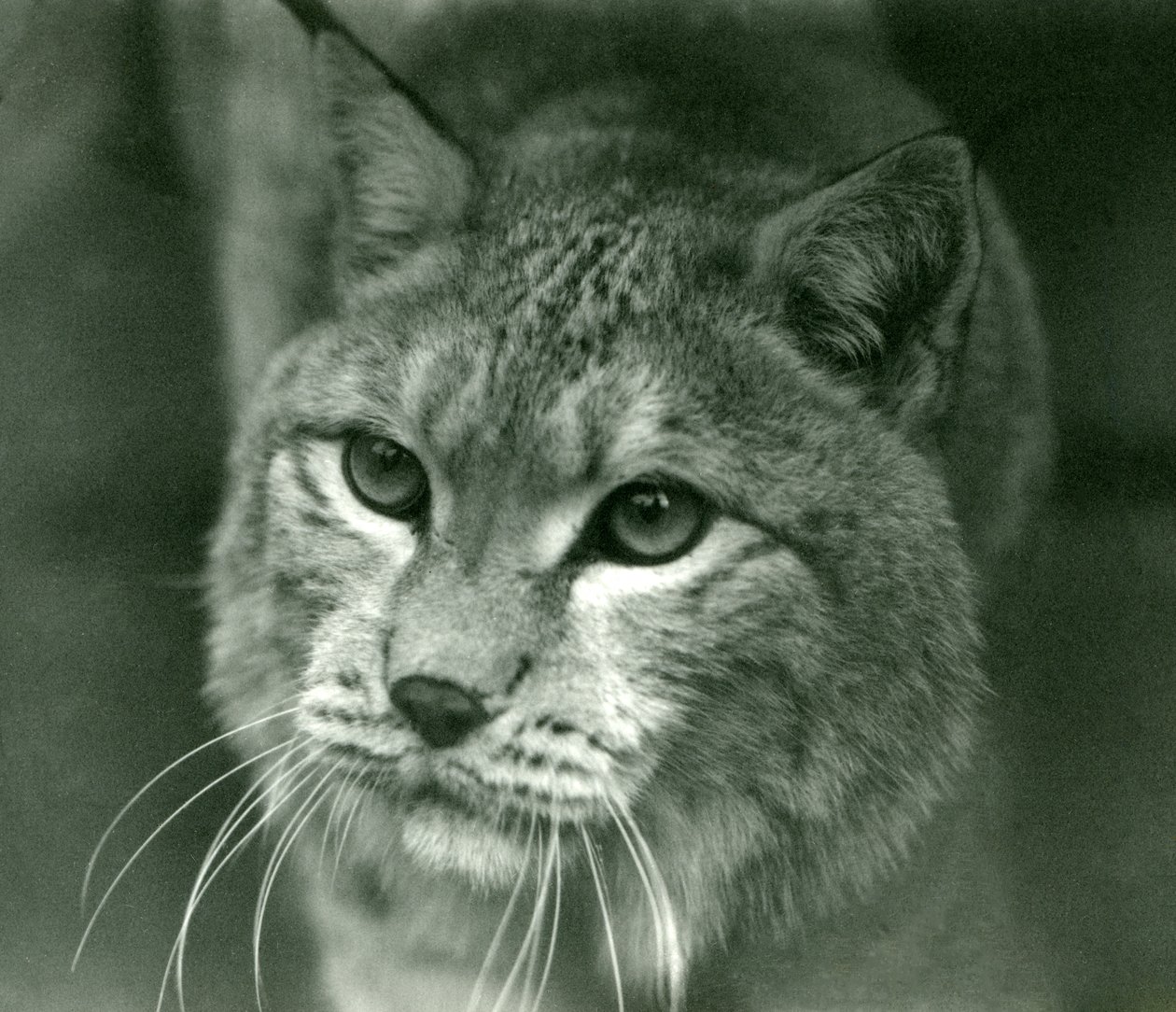A Northern Lynx, London Zoo, februari 1925 av Frederick William Bond