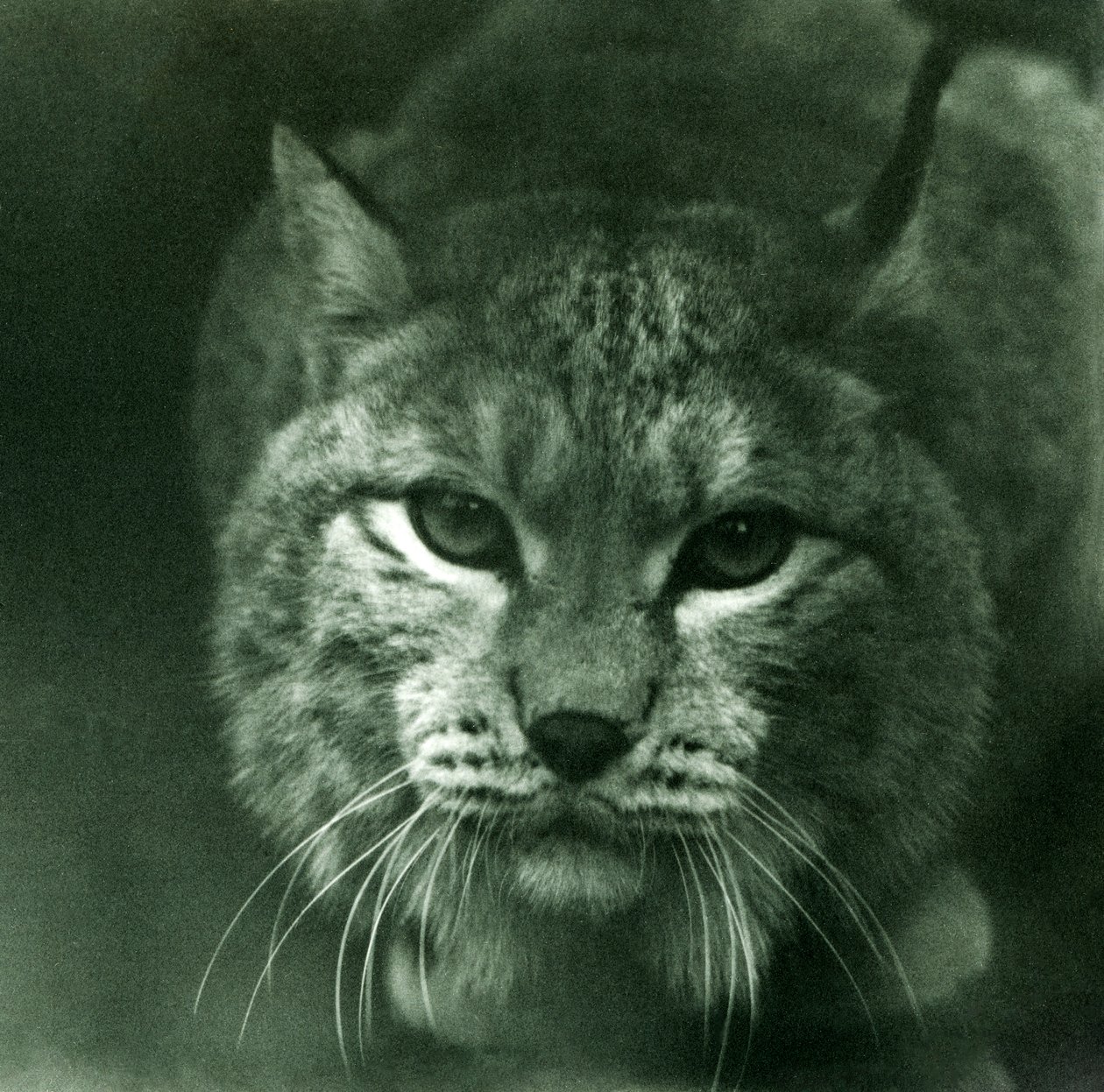 A Northern Lynx, London Zoo, februari 1925 av Frederick William Bond