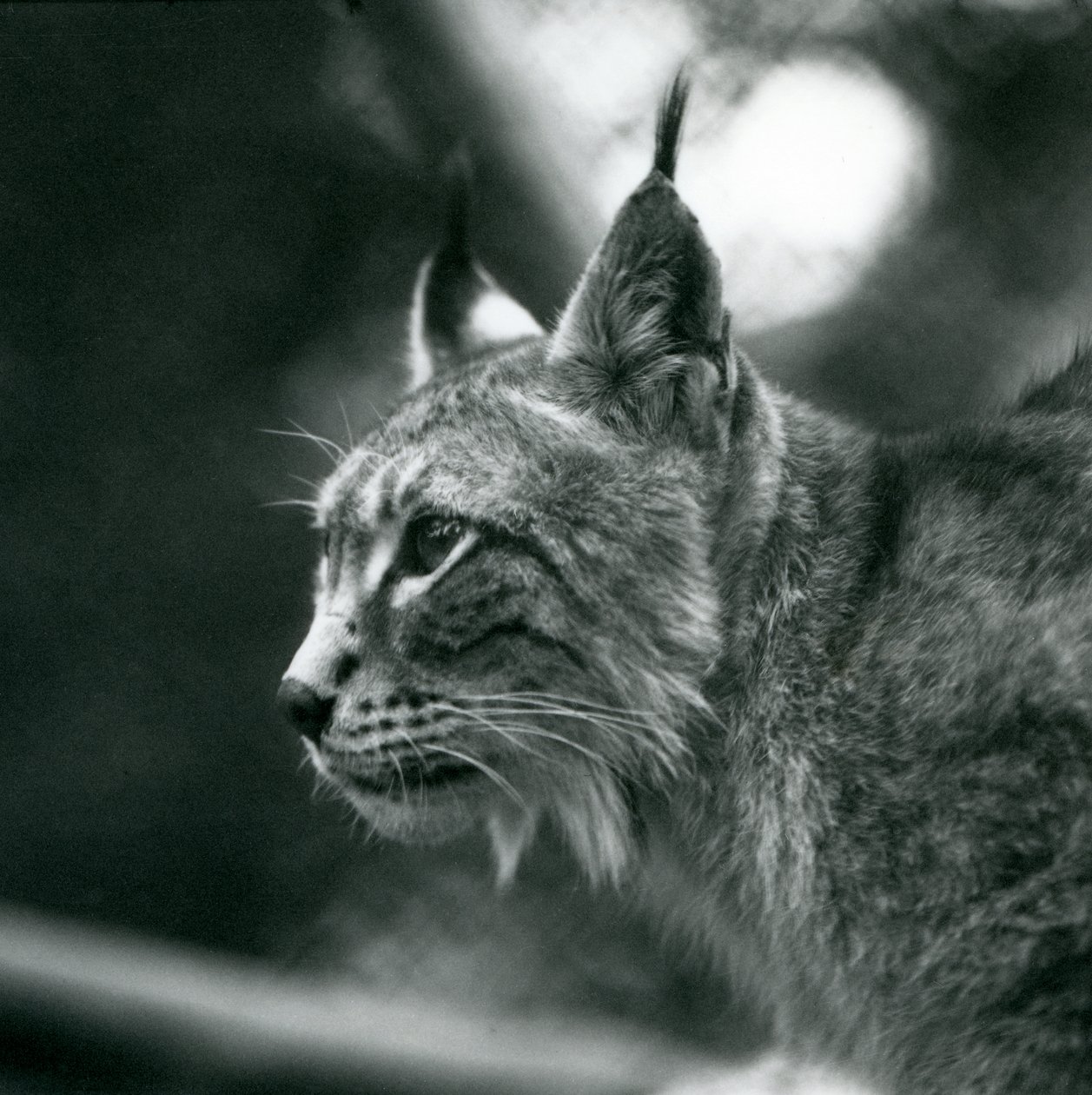 A Northern Lynx på London Zoo, juli 1925 av Frederick William Bond