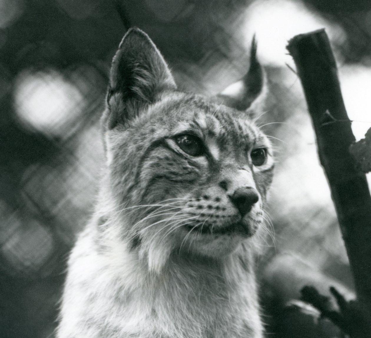 A Northern Lynx på London Zoo, juli 1925 av Frederick William Bond