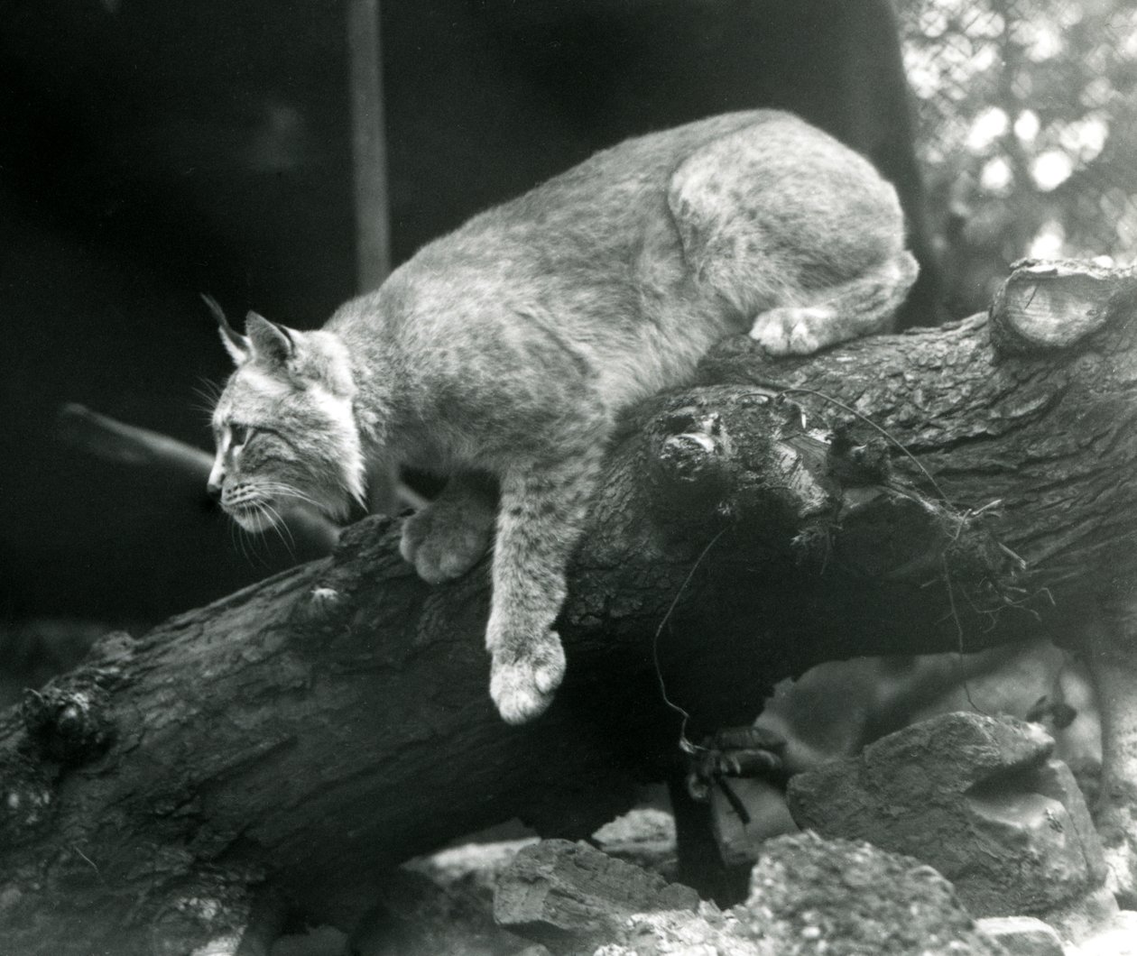 Ett nordligt lodjur som lutar sig ner från en gren, London Zoo, oktober 1925 av Frederick William Bond