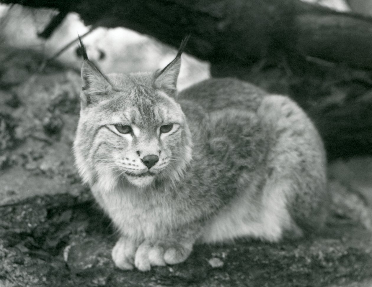 Ett nordligt lodjur som sitter på en sten, London Zoo, oktober 1925 av Frederick William Bond
