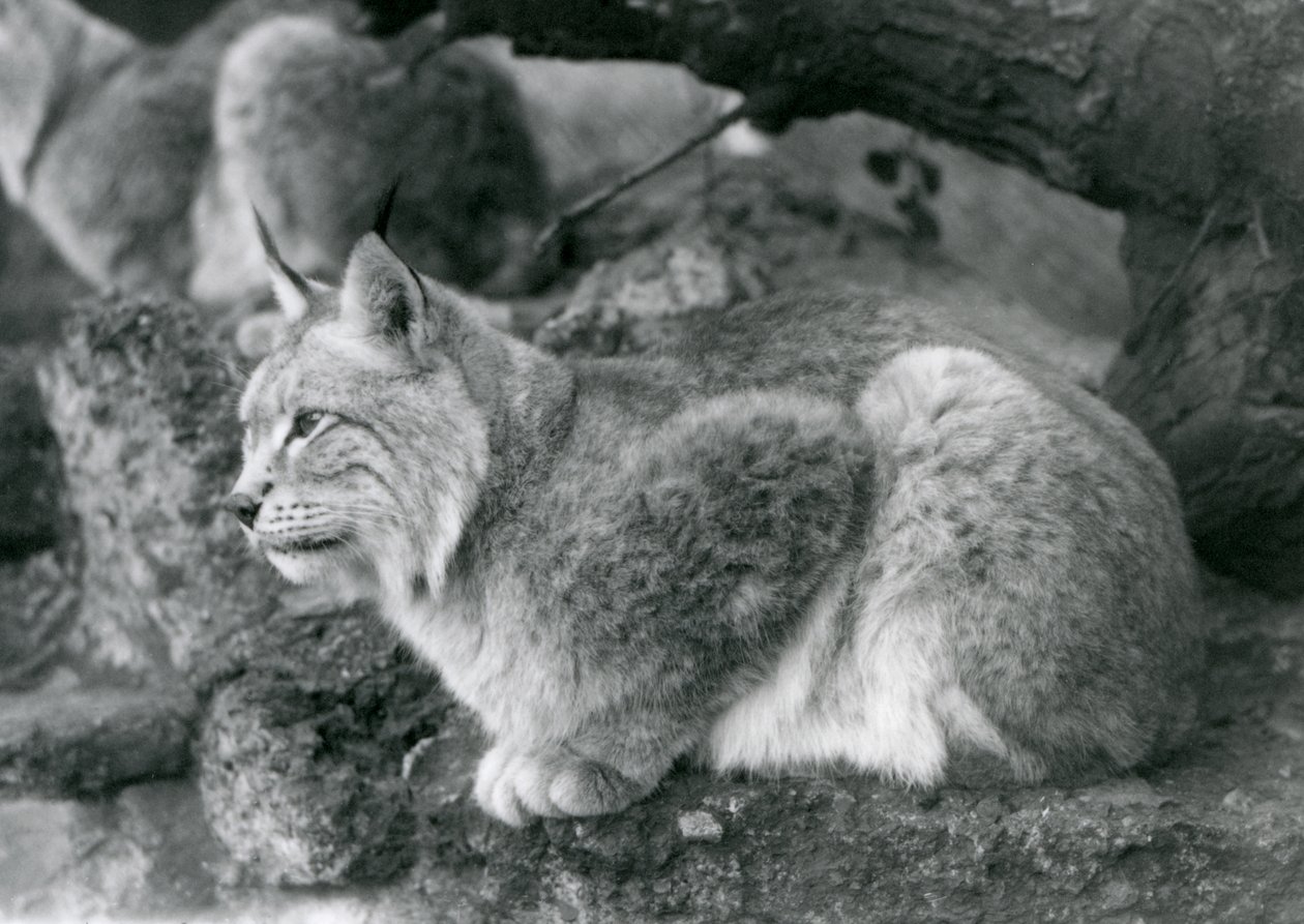 Ett nordligt lodjur som sitter på en sten, London Zoo, oktober 1925 av Frederick William Bond