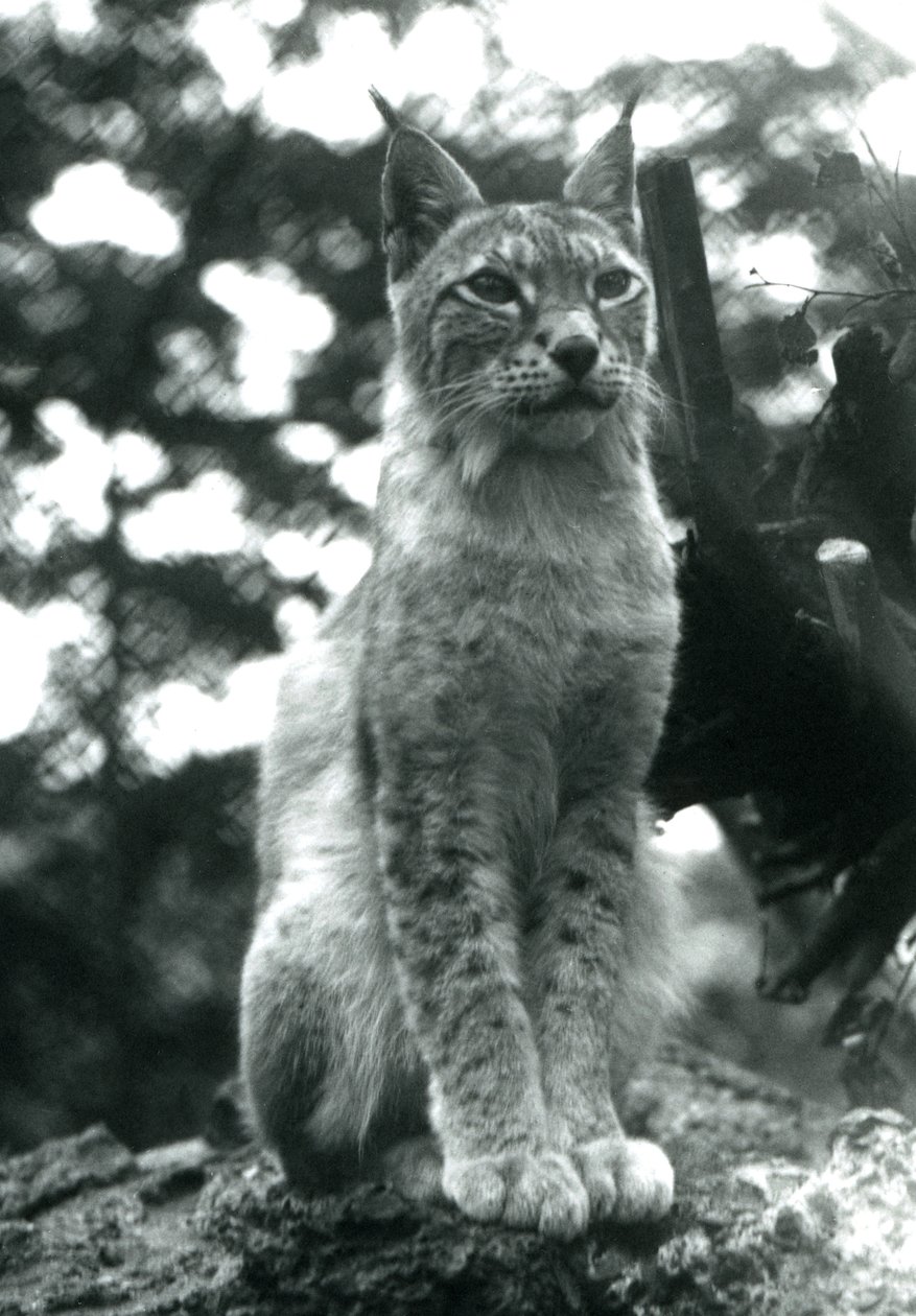 Ett Northern Lynx sitter uppe på London Zoo, juli 1925 av Frederick William Bond