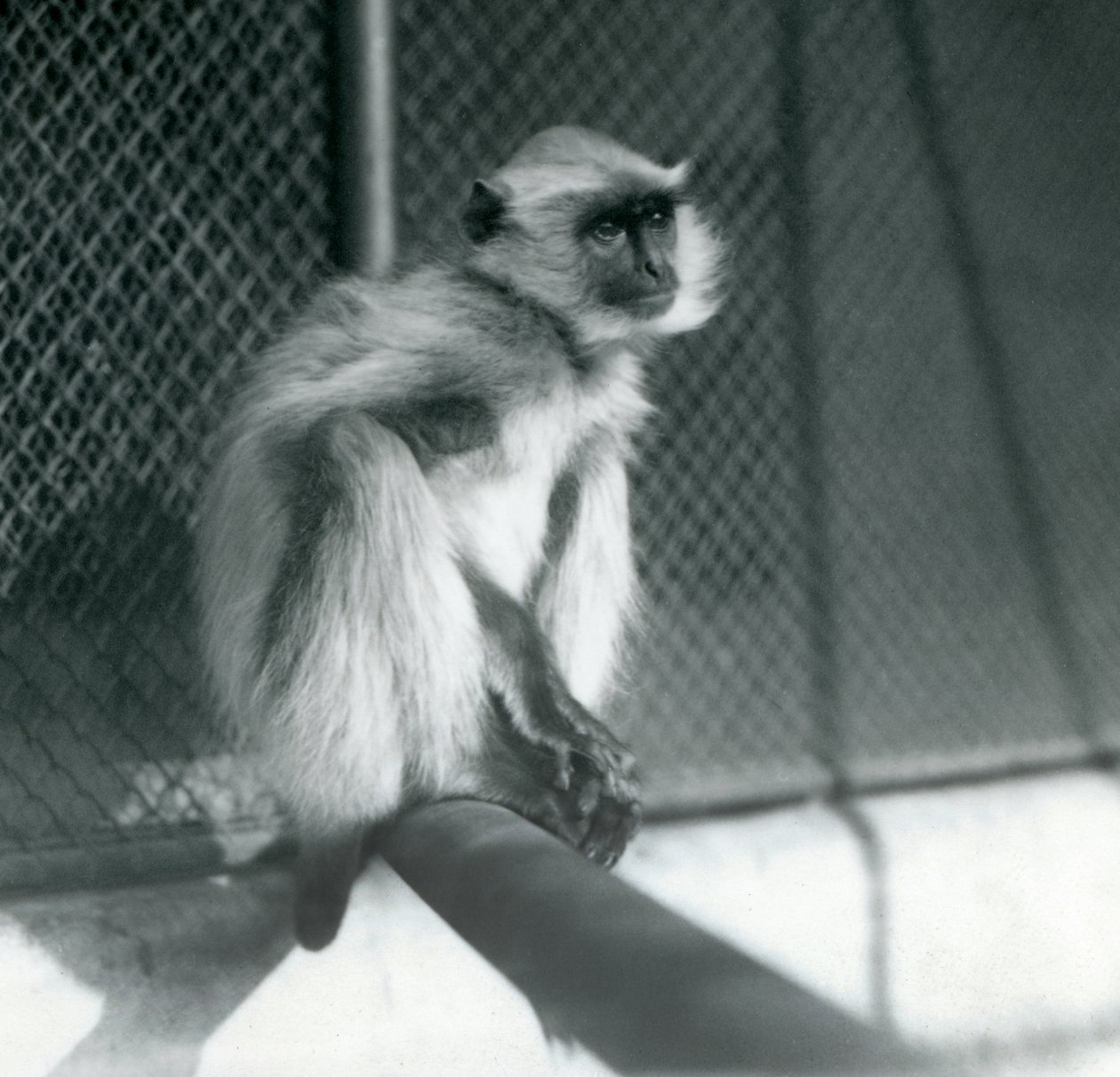 En Northern Plains Grey Langur sitter på en abborre i sin inhägnad vid London Zoo 1928 (s/v foto) av Frederick William Bond