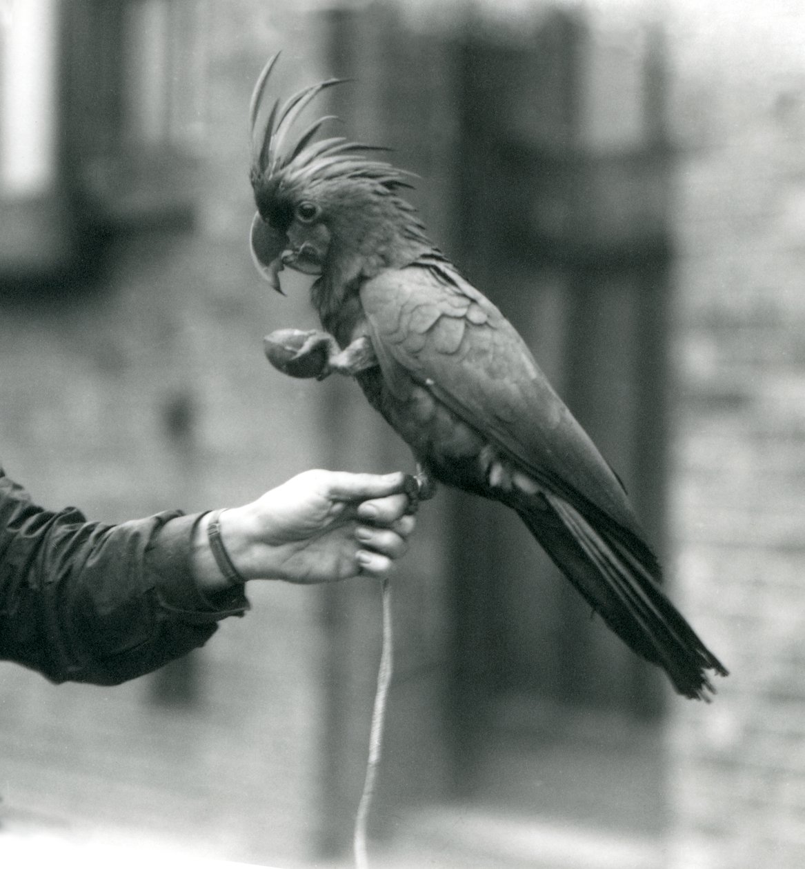 En PalmGoliath Great Black Cockatoo som greppar om fingret på en målvakt med ena foten och håller i en äggformad godis i den andra nLondon Zoo, september 1927. av Frederick William Bond